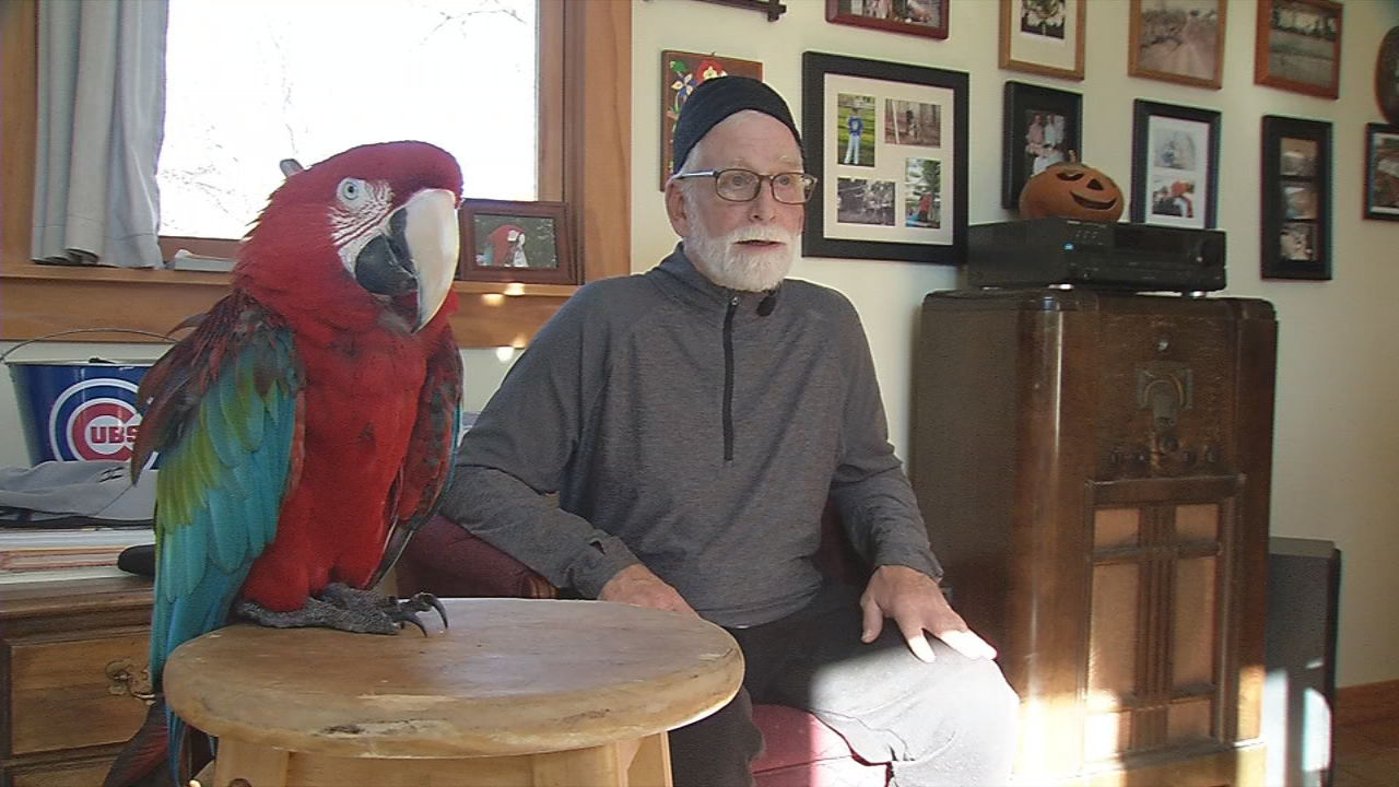 charlie bird 4